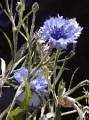 Kornblumen