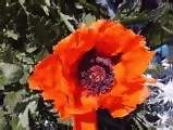 Mohn